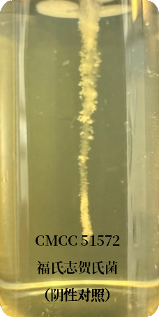 誰是芽胞桿菌中的“運動健將”？
