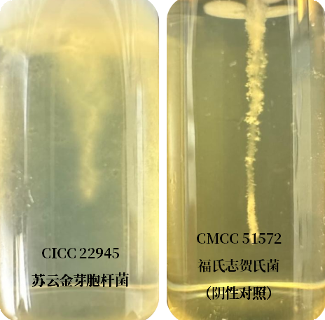 誰是芽胞桿菌中的“運動健將”？