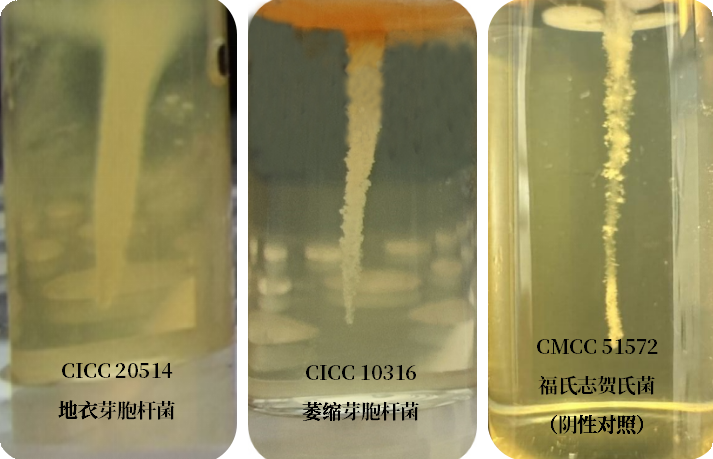 誰是芽胞桿菌中的“運動健將”？