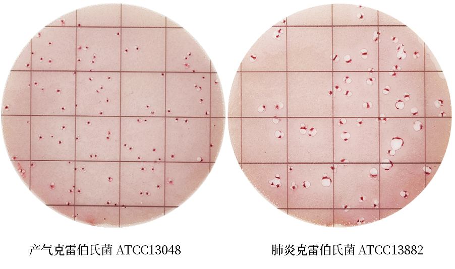 陸橋推出新大腸菌群測(cè)試片：符合GB4789.3-2025