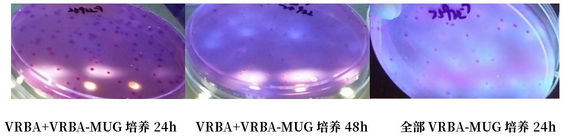 GB 4789.38-2025《食品安全國家標(biāo)準(zhǔn) 食品微生物學(xué)檢驗 大腸埃希氏菌計數(shù)》解讀 GB 4789.38-2025《食品安全國家標(biāo)準(zhǔn) 食品微生物學(xué)檢驗 大腸埃希氏菌計數(shù)》解讀