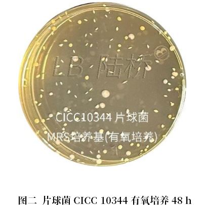 乳酸菌檢驗新角色——片球菌屬與魏茨曼氏菌屬