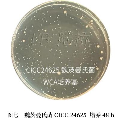 乳酸菌檢驗新角色——片球菌屬與魏茨曼氏菌屬